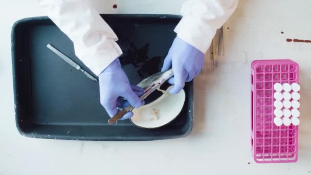 Un biólogo que extrae gusanos del abdomen de los peces
 - Metraje, vídeo