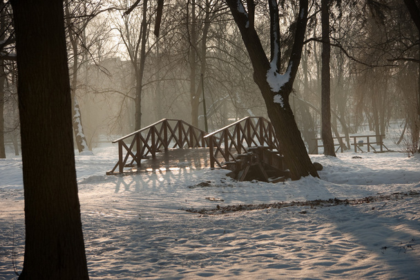 雪に覆われた枝 - 写真・画像