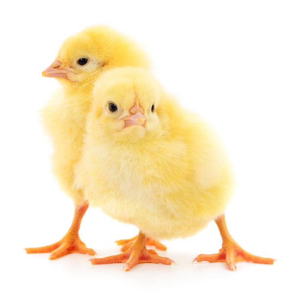 Two yellow chickens isolated on white background. - Foto, Imagem