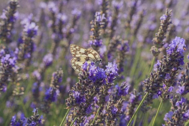 butterfly on a lavender flower - Photo, Image