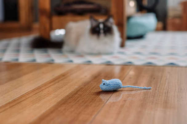 Ragdoll γάτα με ένα νέο πλεκτό ποντίκι παιχνίδι στο εσωτερικό - Φωτογραφία, εικόνα