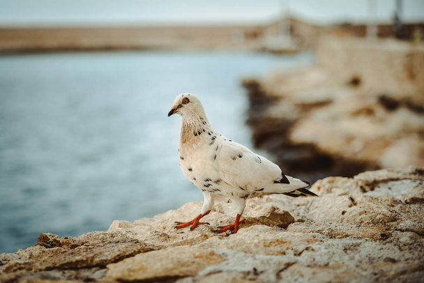 Carino piccione bianco sul bordo del molo della parete al mare
 - Foto, immagini