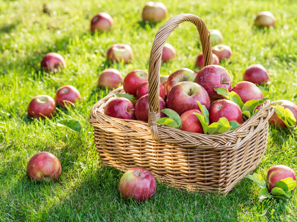 Apple harvest. Ripe red apples in the basket on the green grass. - Zdjęcie, obraz
