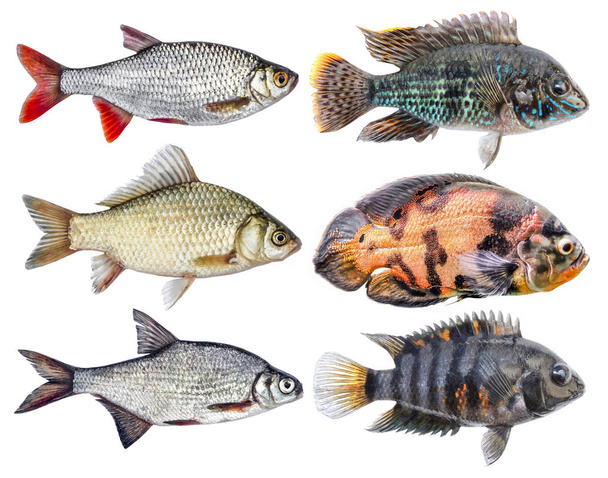 Sladkovodní ryby barevné řeka, samostatný set - Fotografie, Obrázek