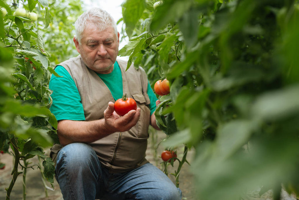 man holding fresh Tomatoes in greenhouse. - Foto, Bild