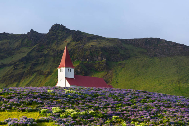 Kirkko kukkulalla Vikin kaupungissa. Kuuluisa ja suosittu matkailukohde Islanti. Lupiinikukkia. Maailman kauneus
 - Valokuva, kuva