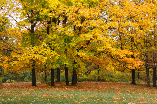 Paysage d'automne. Érable à feuilles jaunes dans le parc
 - Photo, image