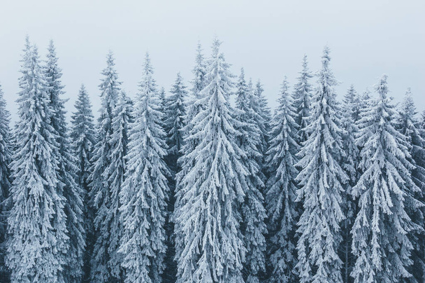 Еловый лес в снегу. Зимний пейзаж с туманом
 - Фото, изображение