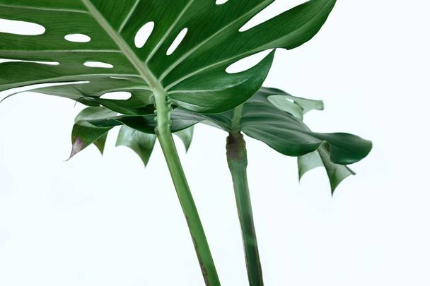 Beyaz bir arka plan üzerinde farklı yeşil yaprakları. Yeşil ve tropikal palet monstera tarzı güzel sanatlar içinde bırakır.. - Fotoğraf, Görsel