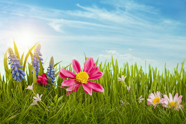 Spring flowers - Zdjęcie, obraz