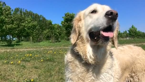 glückliches Leben von Haustieren. der nasse Hund schüttelt die Wolle in der Natur - Zeitlupe - Filmmaterial, Video