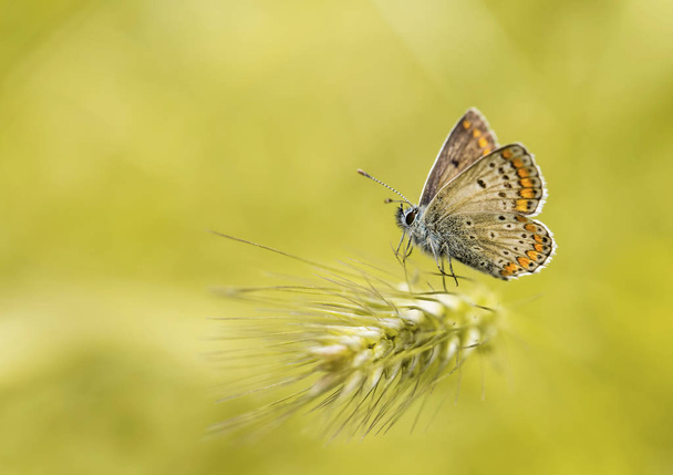Метелик в природі
 - Фото, зображення