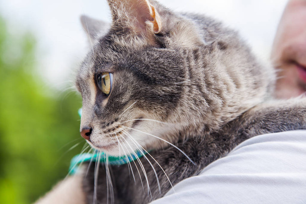 The beautiful fluffy cat of tabby sits on hands at the young man - Fotó, kép