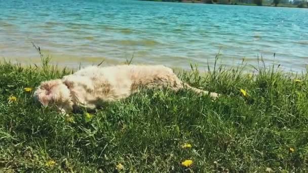 glückliches Leben von Haustieren. der Golden Retriever hat Spaß in der Natur - auf dem Gras schwingen und das Wasser aus der Wolle schütteln - Zeitlupe - Filmmaterial, Video