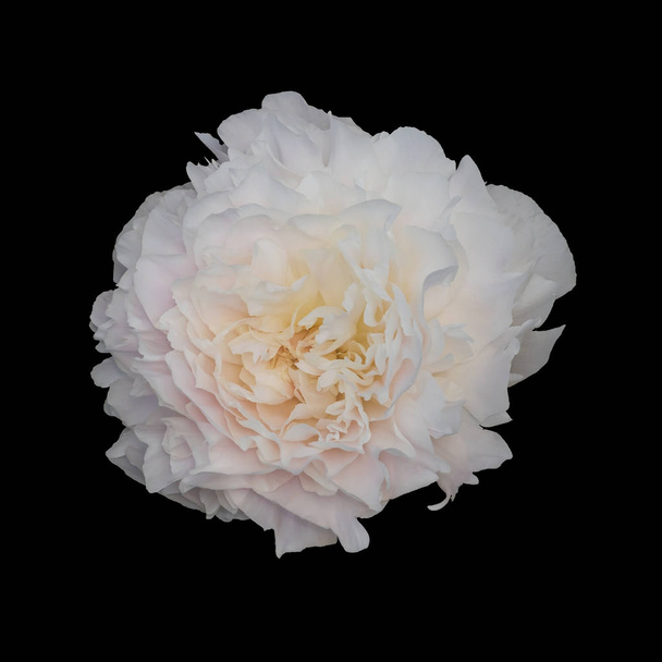 White peony, isolated on a black background. - Foto, Imagen