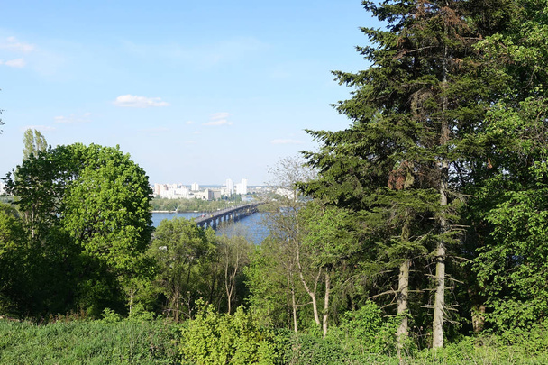 Jardín botánico en Kiev. Viejo Firs alto. Vista del puente de Paton, y el río Dnieper
... - Foto, imagen