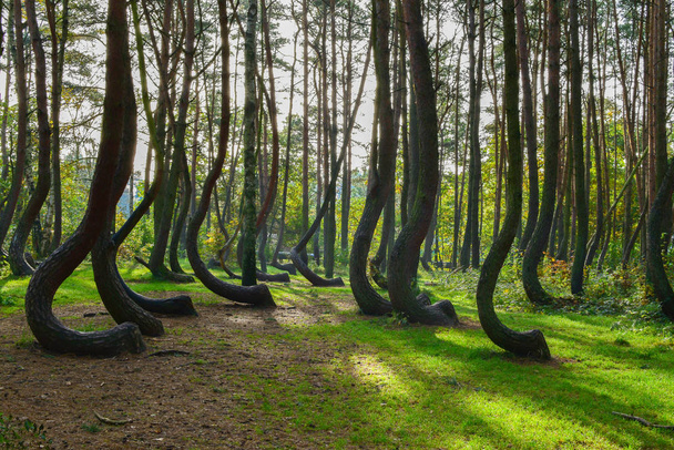 Une étrange forêt curieuse en Pologne
. - Photo, image
