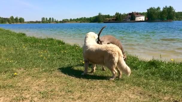 vida feliz de animais de estimação. cães cheirar ao redor do lago - câmera lenta
 - Filmagem, Vídeo