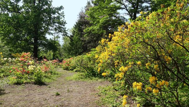 Flowering multicolored rhododendrons in a spring park - Photo, Image