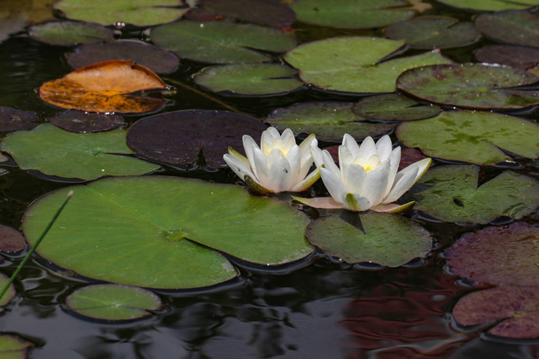Leaves of the water lily swim in the pond - Photo, Image
