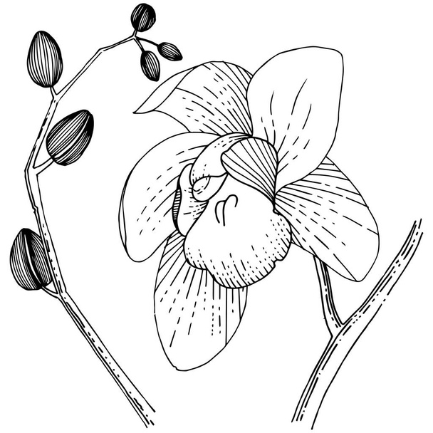 Orchideebloem in de stijl van een vector geïsoleerd. - Vector, afbeelding
