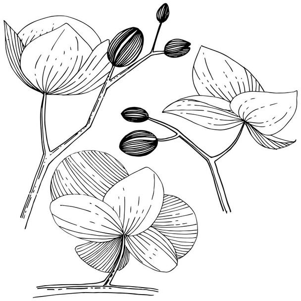 Fleurs d'orchidée dans un style vectoriel isolé
. - Vecteur, image