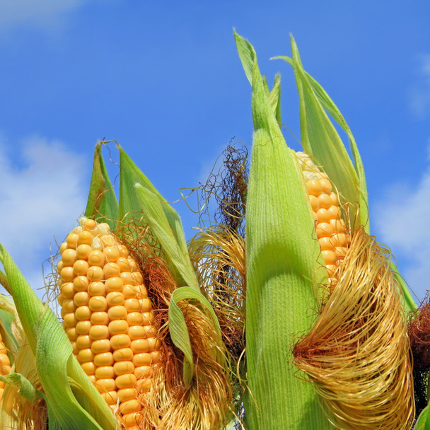 Hojas de maíz jóvenes contra el cielo
 - Foto, imagen