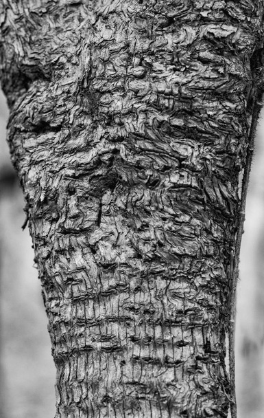 人々 のモノクロ ビュー ツリーの樹皮の渦巻きとキツツキの穴を示す. - 写真・画像