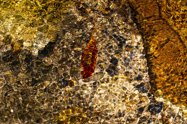 ストーン マウンテン、ノースカロライナ州で creekbed の赤い葉とカラフルな岩. - 写真・画像