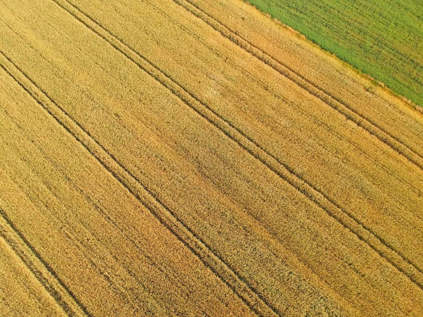 Champs de céréales d'or avec pistes de camions, prairie verte, vue aérienne de dessus
. - Photo, image