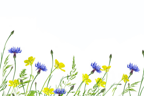 Wilde bloem korenbloem geïsoleerd op witte achtergrond - Foto, afbeelding