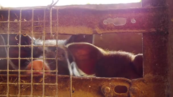 Közelkép a baba sertés hagyományos állattenyésztési farm - Felvétel, videó