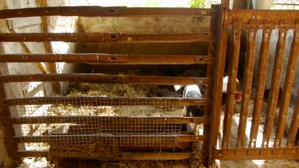 Close up van baby varken op traditionele vee boerderij - Video