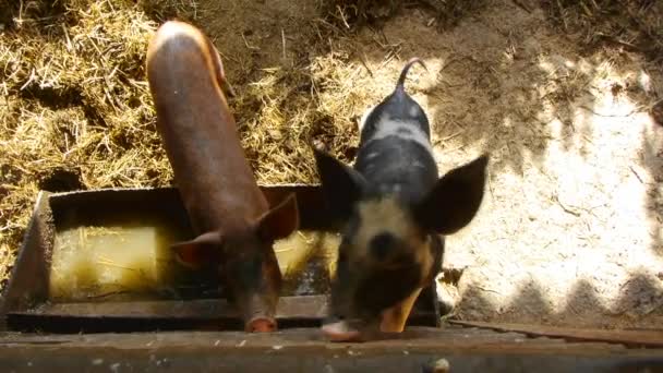 Közelkép a baba sertés hagyományos állattenyésztési farm - Felvétel, videó