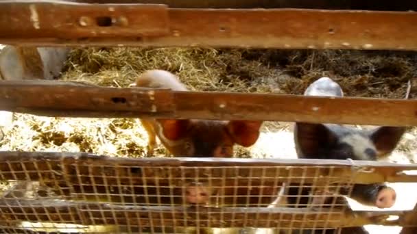 伝統的な家畜農場の子豚のクローズ アップ - 映像、動画