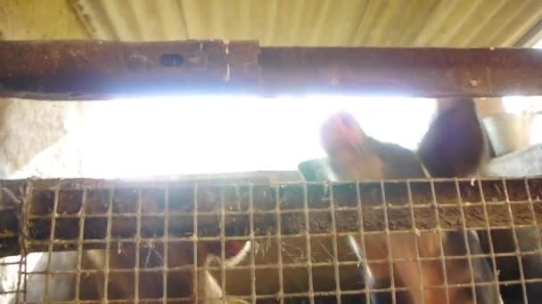 Großaufnahme von Babyschweinen auf traditionellem Viehhof - Filmmaterial, Video