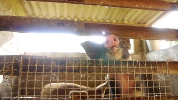 Großaufnahme von Babyschweinen auf traditionellem Viehhof - Filmmaterial, Video