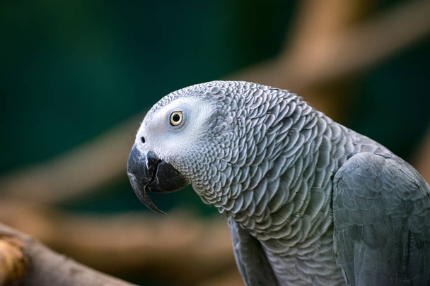  Африканський сірий папуга, що сидить у дерев'яних гілок. - Фото, зображення