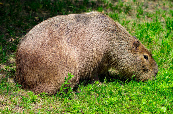  Capybaras - Hydrochaeris hydrochaeris - a legnagyobb nappali rágcsáló, a világ. - Fotó, kép