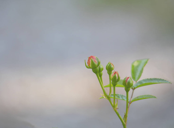 Closeup view of a small group of opening rose buds, with shallow depth of field and blurred background. - Фото, изображение