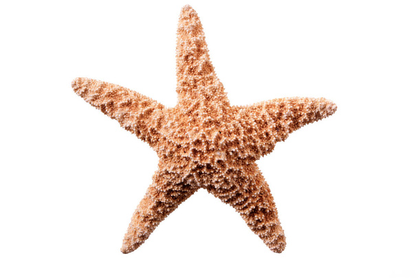 Peixe-estrela isolado sobre fundo branco
 - Foto, Imagem