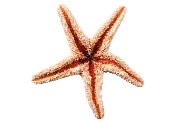 Beyaz arka plan üzerinde izole yıldız balık deniz kıyısı - Fotoğraf, Görsel