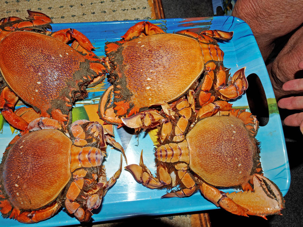 Crabe (Ranina ranina) cru fraîchement pêché prêt pour la casserole. Également connu sous les noms de crabe grenouille rouge, crabe kona et crabe curacha. Queensland, Australie
. - Photo, image