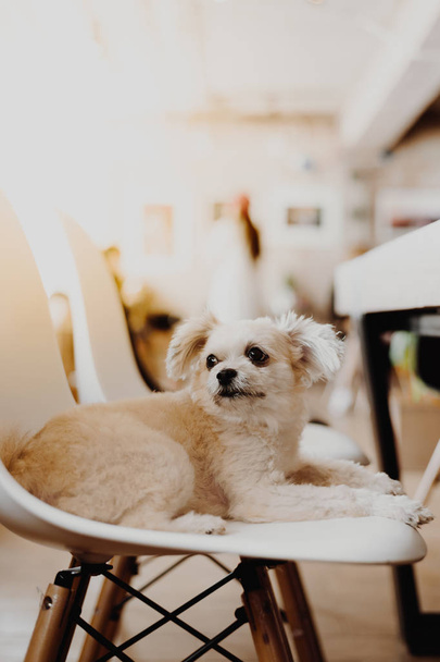 Karışık doğurmak Shih-Tzu, Pomeranian ve seyir vasıl bir şey ilgi ile tatil seyahat ederken kaniş köpek çok şirin - Fotoğraf, Görsel