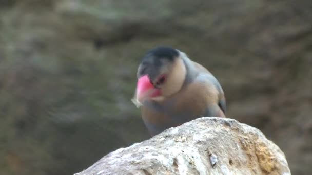 岩の上の鳥のビデオ - 映像、動画