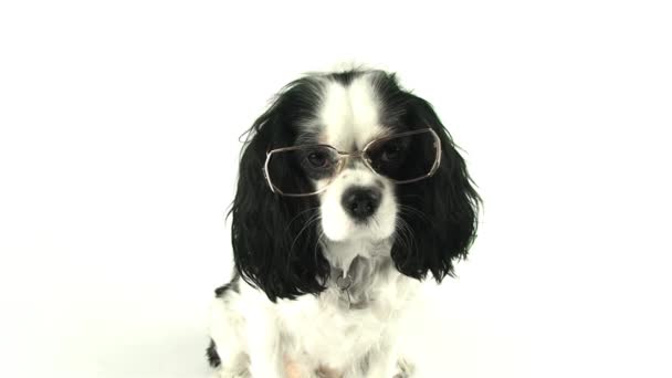 Video van de hond met bril - Video