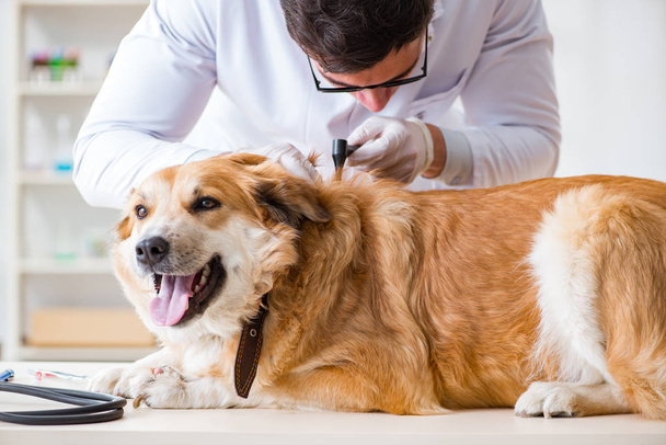 Médecin examinant golden retriever chien en clinique vétérinaire - Photo, image