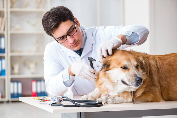 Médico examinando cão golden retriever na clínica veterinária - Foto, Imagem
