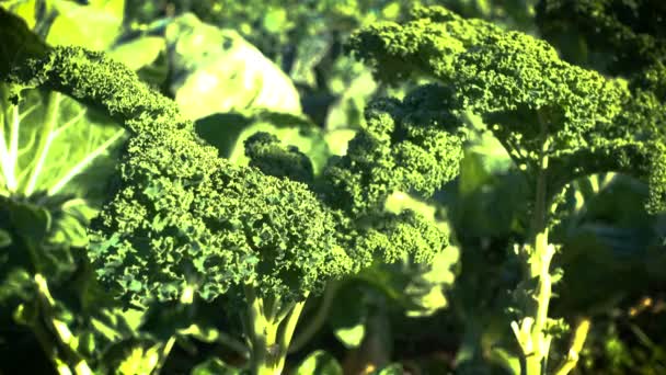 Καλέ που καλλιεργείται σε βιολογικό αγρόκτημα - Πλάνα, βίντεο