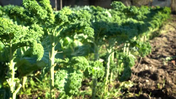 Рядок органічної капусти в полі на маленькій фермі
 - Кадри, відео